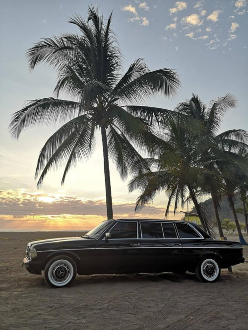 PALM-TREE-LIMOUSINE-COSTA-RICA1d57a8f9eba76761.jpg