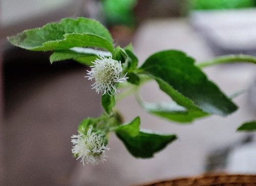 Sahadevi-Vastu-Plant86f49fc32378e3fd.jpg