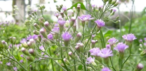 Sahadevi-Plant00ef6b463cbf17fb.jpg