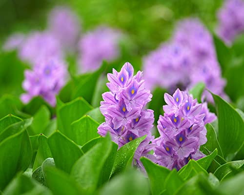 Water-Hyacinth76cd012be0f610cd.jpg