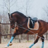 Horse-tours-in-Perth-Horse-Riding-Now2fb1cdfa173b74b9